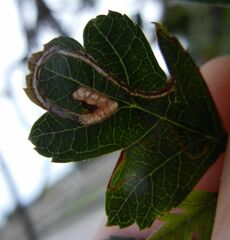 Lyonetia clerkella