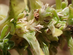 Amaranthus
