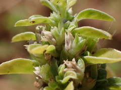 Amaranthus