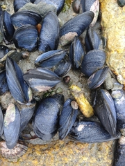 Mytilus chilensis
