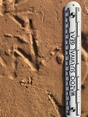 Cathartiformes