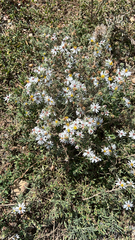 Symphyotrichum ericoides