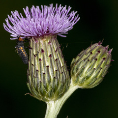 Cirsium arvense