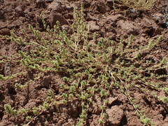 Amaranthus