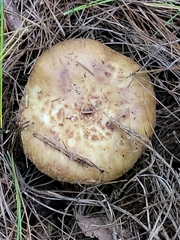 Russula fragrantissima