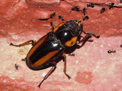 Lucanidae
