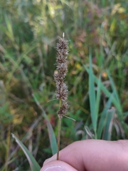 Carex vulpinoidea