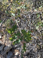 Quercus pungens