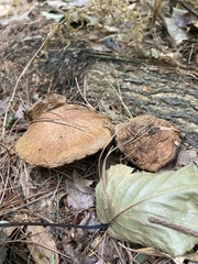 Aureoboletus russellii