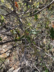 Quercus pungens