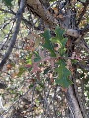 Quercus pungens