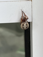 Larinioides cornutus