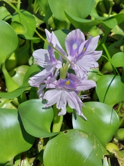 Eichhornia crassipes image