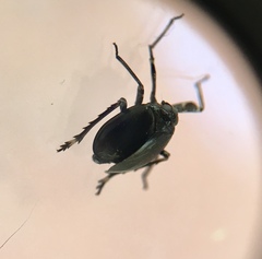 Phylloscelis atra