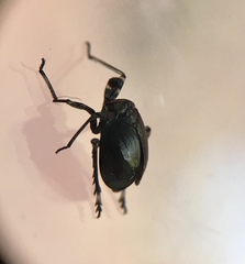 Phylloscelis atra