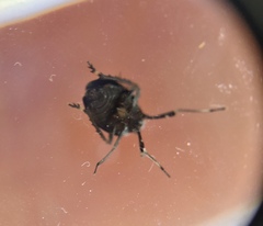 Phylloscelis atra