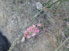 Onobrychis gracilis