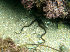 Ophioderma panamense