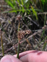 Juncus nodosus