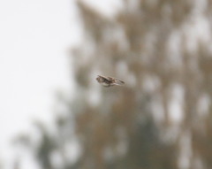 Alauda arvensis