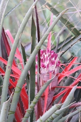 Bromelia