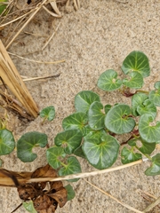 Calystegia soldanella