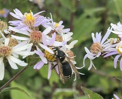 Dolichovespula maculata
