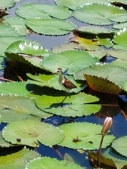 Jacana spinosa