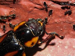 Lucanidae