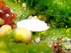 Cadlina flavomaculata