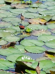 Jacana spinosa