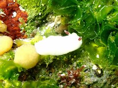 Cadlina flavomaculata