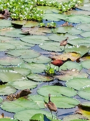 Jacana spinosa