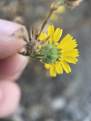 Deinandra corymbosa