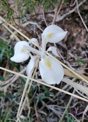 Moraea simulans