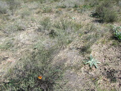 Cliffortia marginata