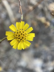 Deinandra corymbosa