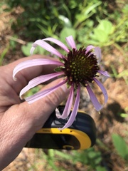 Echinacea sanguinea