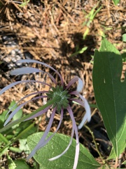 Echinacea sanguinea