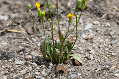 Crepis tectorum