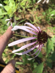 Echinacea sanguinea