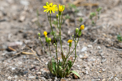 Crepis tectorum