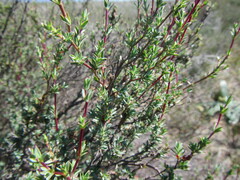 Cliffortia marginata