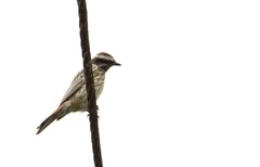 Empidonomus varius