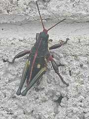 Sphenarium purpurascens