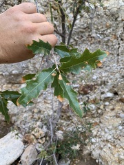 Quercus pungens