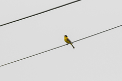 Emberiza melanocephala