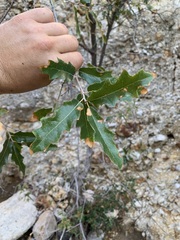 Quercus pungens