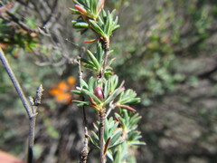 Cliffortia marginata