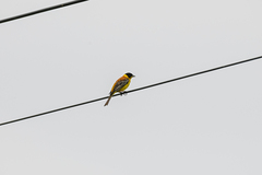 Emberiza melanocephala
